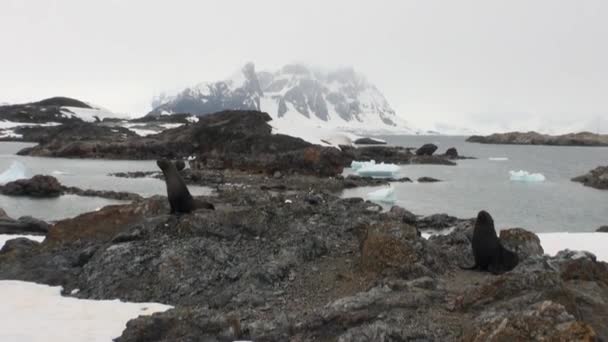 Selos na costa de neve rochosa no oceano da Antártida . — Vídeo de Stock