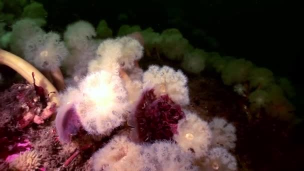 White fluffy metridium and jellyfish underwater on seabed of White Sea. — Stock Video