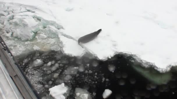 Печать на снежном побережье в океане Антарктиды . — стоковое видео