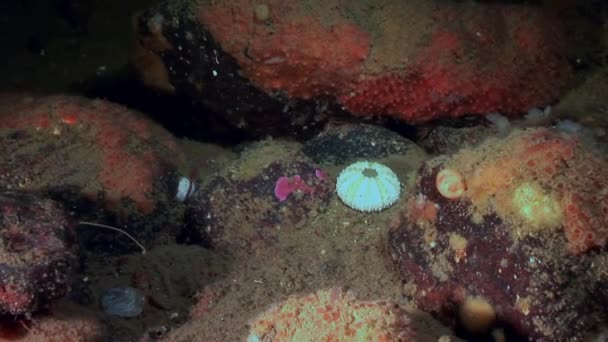 Skelet bot van zee-egels onderwater op de zeebodem van het mariene leven. — Stockvideo