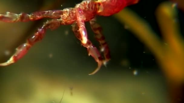 Squelette chèvre de mer Caprellalinearis sous-marin sur le fond marin de la mer Blanche . — Video