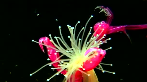 Lucernaria quadricornis captures and eats Caprella underwater in White Sea — Stock Video