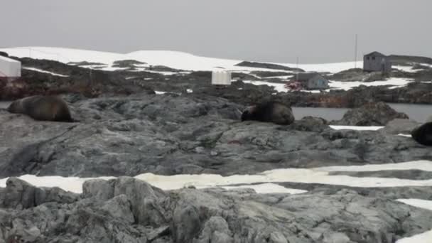 Zeehonden in de sneeuw op wetenschappelijke Antarctisch Station academicus Vernadski. — Stockvideo