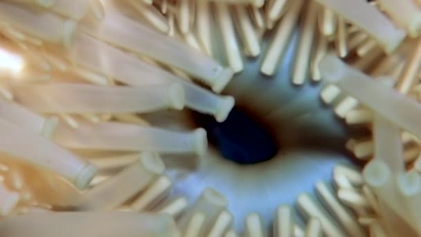 Naalden en tentakels van starfish close-up onderwater op de zeebodem van de Witte Zee. — Stockvideo