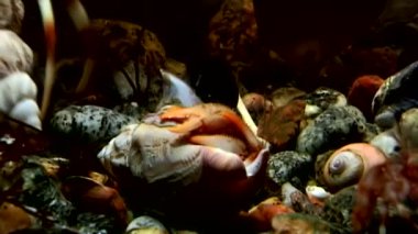 Kanser keşiş sualtı gıda beyaz deniz Rusya'nın deniz yatağı üzerinde arama.