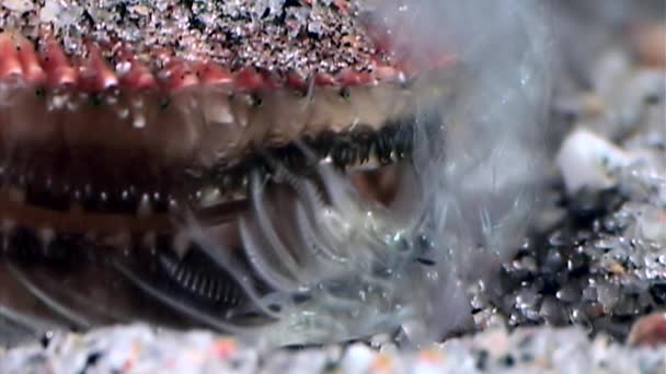 Sea scallop close up underwater on seabed. — Stock Video