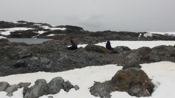 Тюлени на скальном снежном побережье Антарктиды . — стоковое видео