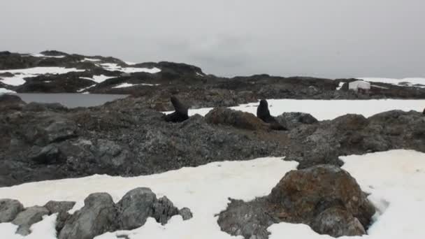 Robben an felsiger Schneeküste im Ozean der Antarktis. — Stockvideo