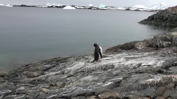 Pingüinos aves en la costa del desierto de nieve en el océano de la Antártida . — Vídeos de Stock