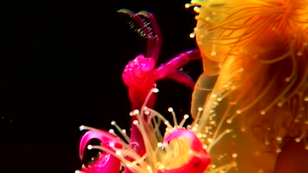 Lucernaria quadricornis ловит и ест капрелла под водой в Белом море — стоковое видео