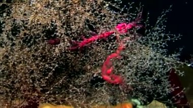 Caprellidae su altında beyaz deniz dibinin üzerinde.