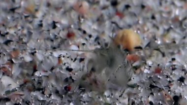 Gıda sualtı deniz dibinin beyaz deniz Rusya'nın arayışı içinde maskeli cam karides.