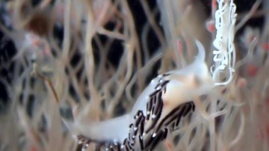 Coryphella verrucosa slug Tubulariae Hydroid denizanası suyun altında beyaz deniz.