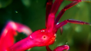 Caprellidae su altında beyaz deniz dibinin üzerinde.