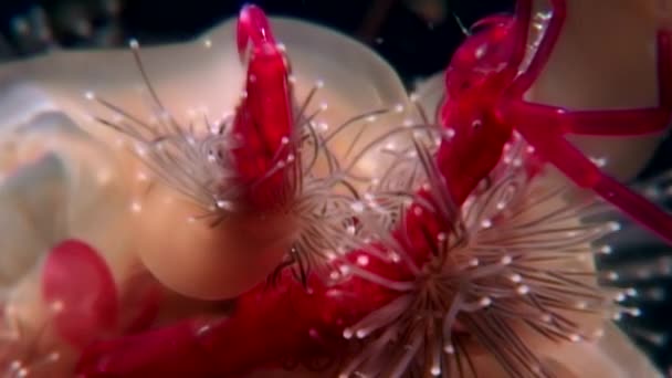 Lucernaria grandis vangt en eet zee geit Caprella onderwater in Ws. — Stockvideo