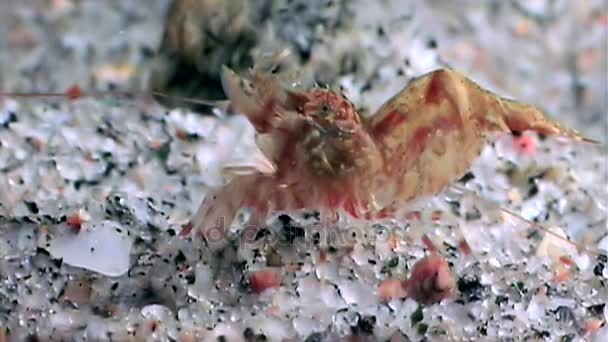Κόκκινη γαρίδα συγκαλύπτεται σε αναζήτηση τροφής υποβρύχια κοντινό πλάνο της Ρωσίας Λευκή Θάλασσα. — Αρχείο Βίντεο