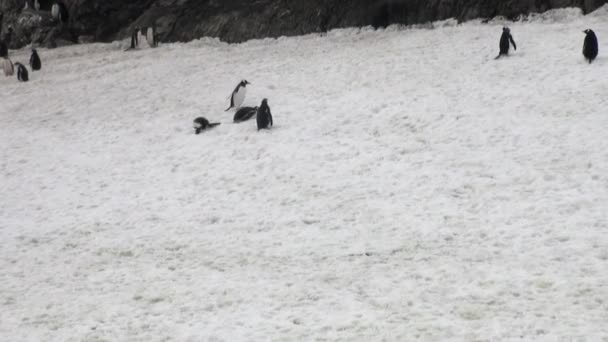 Penguins ptáci na pustém pobřeží sněhu v oceánu Antarktidy. — Stock video