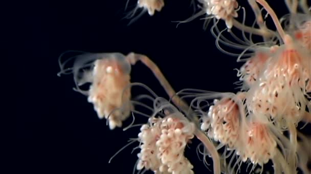 Tubulariae bell Hydroid μέδουσες υποβρύχια σε μαύρο φόντο της λευκής θάλασσας. — Αρχείο Βίντεο