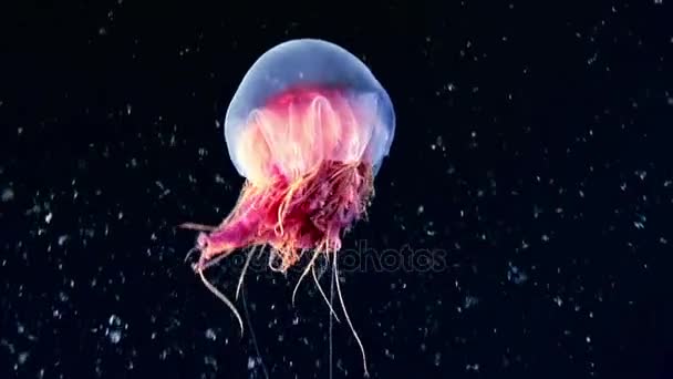 Méduse méduses sous-marines sur fond noir de la mer Blanche . — Video