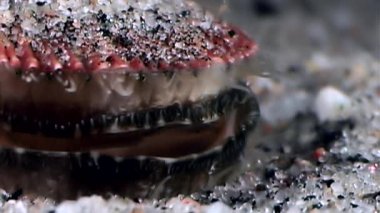 Deniz tarak yakın çekim sualtı deniz yatağı üzerinde.