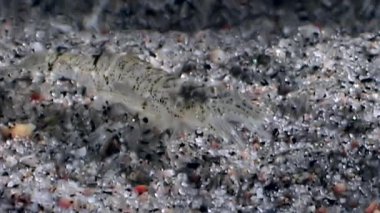 Cam karides maskeli ve taşlar sualtı deniz dibinin beyaz deniz içinde gizler.