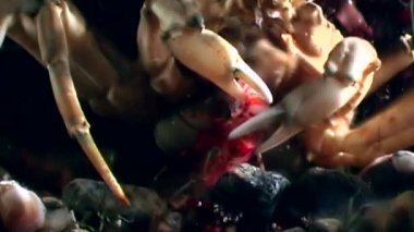 Yengeç yemek karides su altında beyaz deniz Rusya dibinin üzerinde kapat.