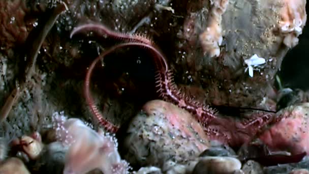 Ophiura robusta sjöstjärna närbild under vattnet på havsbotten i vita havet. — Stockvideo