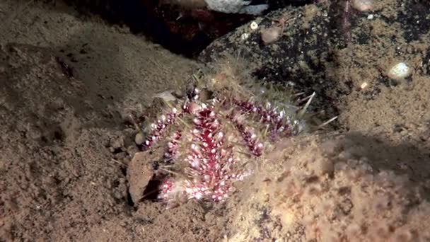 Sea urchin underwater on seabed of marine life. — Stock Video