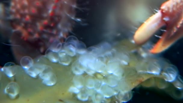 Soldaat krab eet voedsel onderwater op de zeebodem van de Witte Zee, Rusland. — Stockvideo