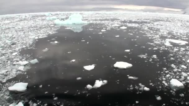 南極の海に雪し、氷の動き. — ストック動画