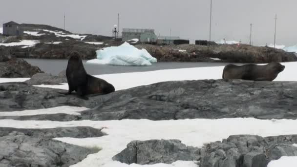 Segel salju di Scientific Antarctic Station Akademisi Vernadsky . — Stok Video
