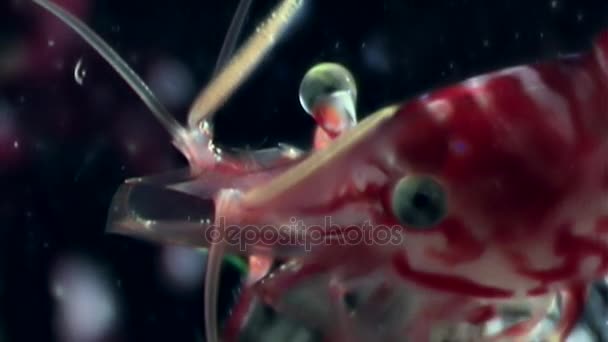 Eyes of red shrimp close up masked in search of food underwater of White Sea. — Stock Video