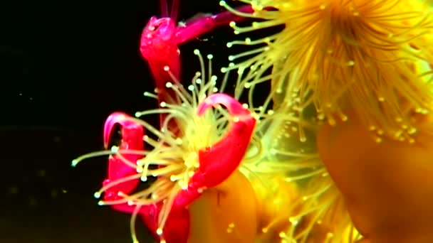 Lucernaria grandis vangt en eet Caprella onderwater in de Witte Zee — Stockvideo