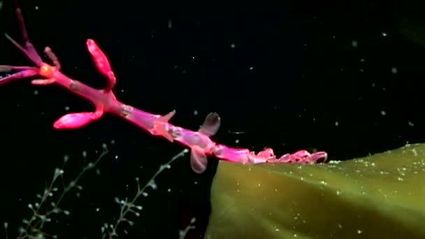 Caprellidae bajo el agua en el fondo marino del Mar Blanco . — Vídeo de stock