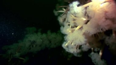 Beyaz kabarık metridium su altında beyaz deniz dibinin üzerinde.
