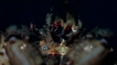 Hios yakaladı, ganimet dibinin beyaz deniz Rusya'nın su altında pençeleri ile Yengeç.