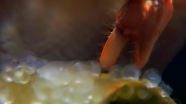 Asker Yengeç yemek su altında beyaz deniz Rusya dibinin üzerinde yiyor..