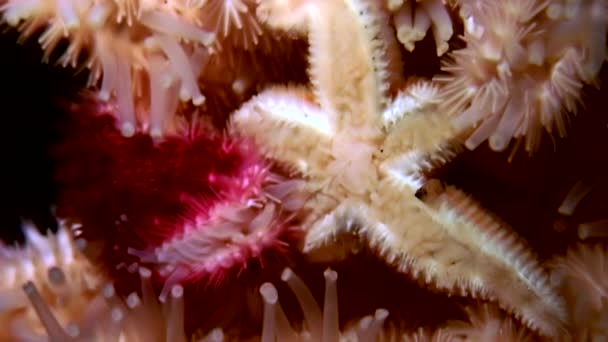 Estrella de mar blanca de cerca sobre fondo negro bajo el agua del mar . — Vídeos de Stock