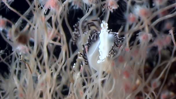 Coryphella verrucosa slug Tubulariae méduses hydroïdes sous-marines de la mer Blanche .