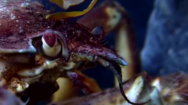 Krab Oberhof macro close-up onderwater op zoek naar voedsel op de zeebodem van de Witte Zee. — Stockvideo