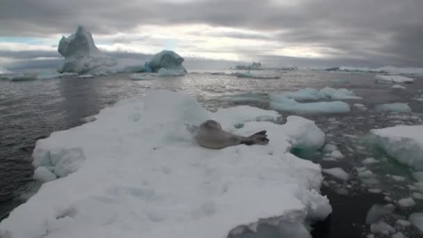 Tätning på isen rörelse och snö i havet av Antarktis. — Stockvideo