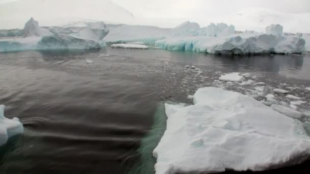 Ijs van de gletsjer ijsberg verkeer en sneeuw kustlijn in de oceaan van Antarctica. — Stockvideo
