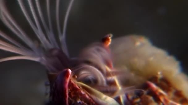 Balano balanomorfa ghianda marina crostacei marini sott'acqua su fondali marini . — Video Stock