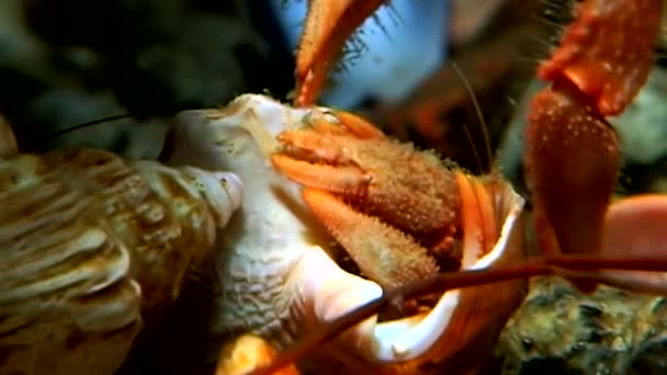 Ermite cancéreux sous-marin à la recherche de nourriture sur les fonds marins de la mer Blanche Russie . — Video