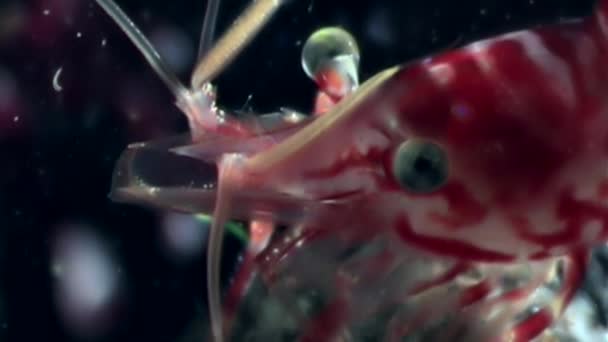 Глаза красных креветок закрываются маской в поисках пищи под водой Белого моря . — стоковое видео