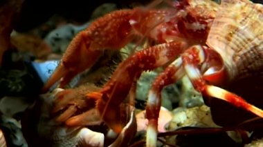 Kanser keşiş sualtı gıda beyaz deniz Rusya'nın deniz yatağı üzerinde arama.