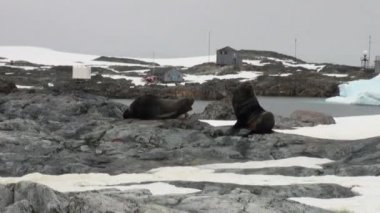 Mühürler bilimsel Antarktika istasyonu akademisyen Vernadsky, karda.