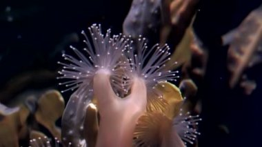 Lucernaria quadricornis su altında beyaz deniz.