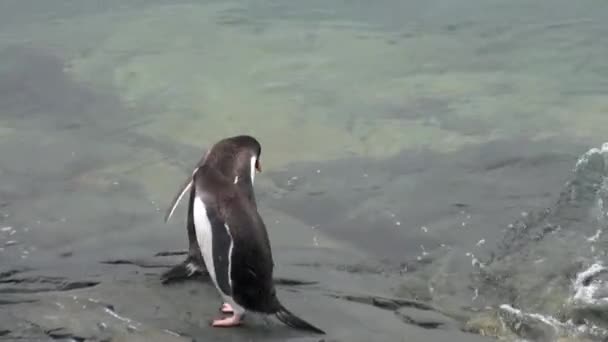 Ptaki pingwiny na śniegu pustynnego wybrzeża w ocean Antarktydy. — Wideo stockowe