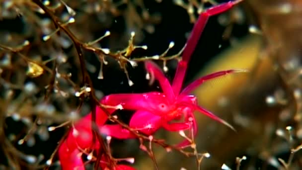 Caprellidae underwater on seabed of White Sea. — Stock Video